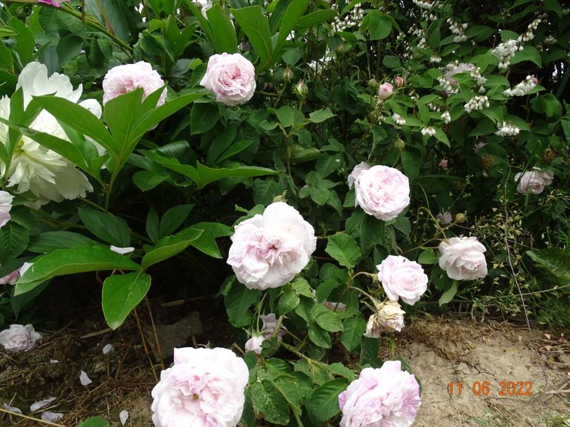  - Trandafiri 2022 2