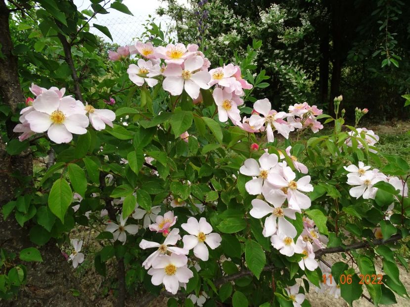  - Trandafiri 2022 2