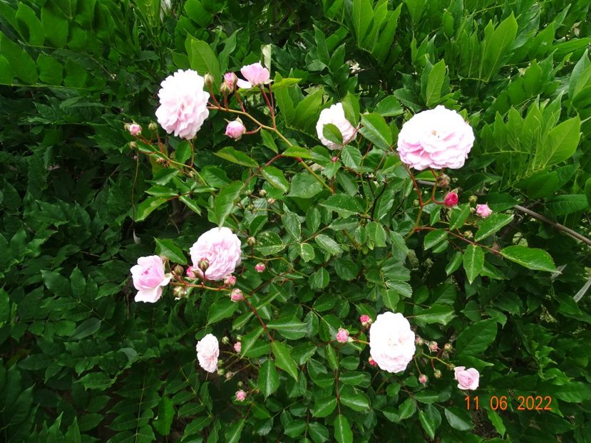  - Trandafiri 2022 2