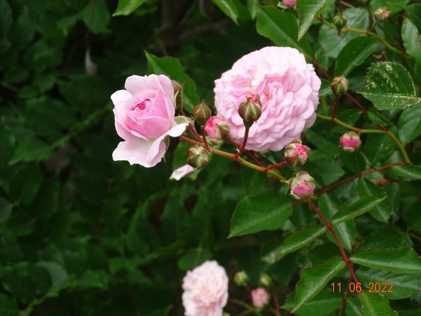  - Trandafiri 2022 2