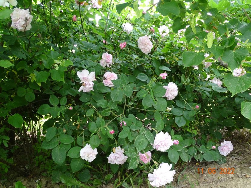  - Trandafiri 2022 2