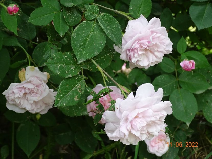  - Trandafiri 2022 2