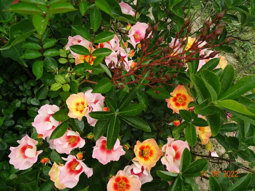  - Trandafiri 2022 2