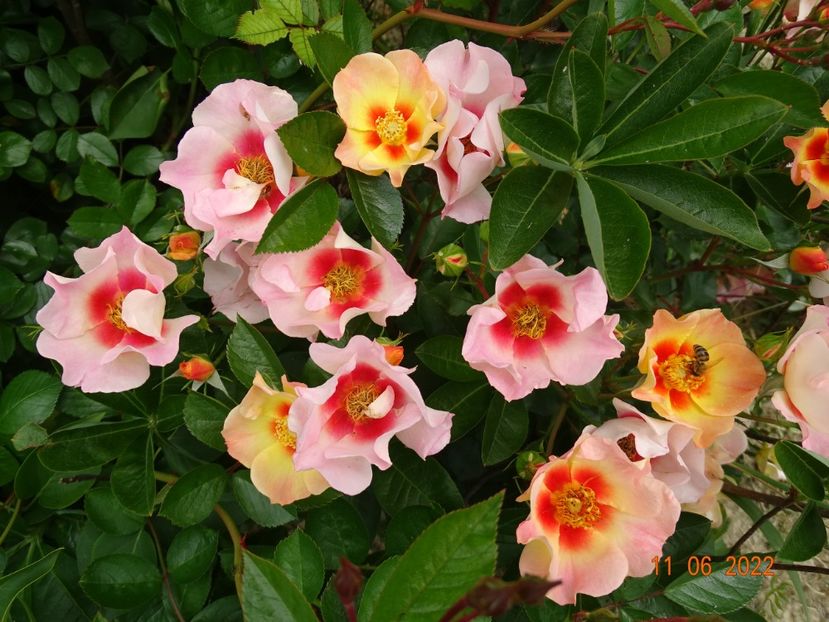  - Trandafiri 2022 2