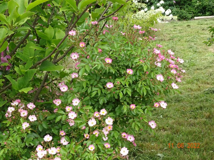 - Trandafiri 2022 2