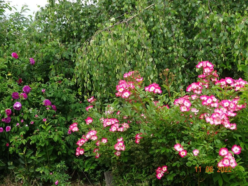  - Trandafiri 2022 2