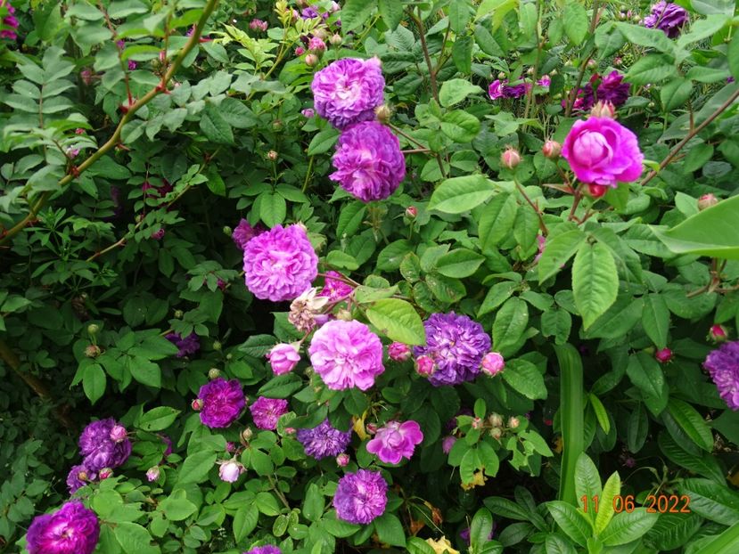  - Trandafiri 2022 2