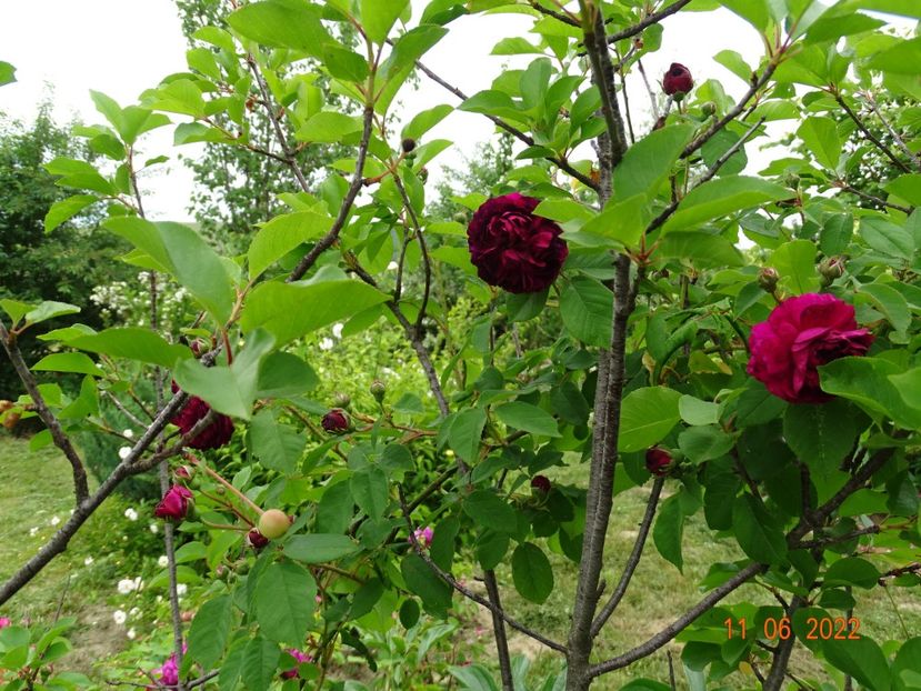  - Trandafiri 2022 2