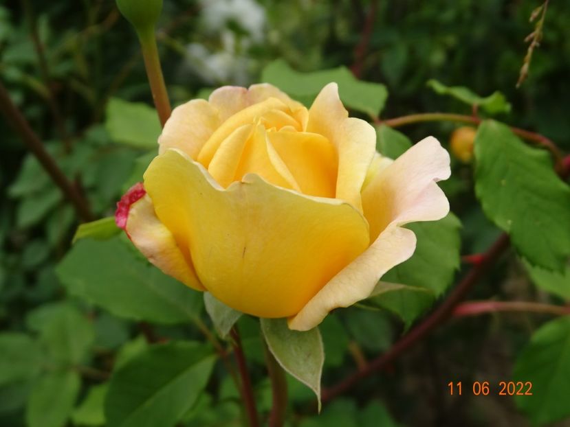  - Trandafiri 2022 2