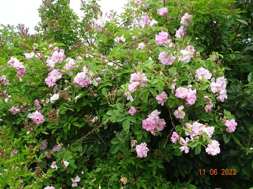  - Trandafiri 2022 2
