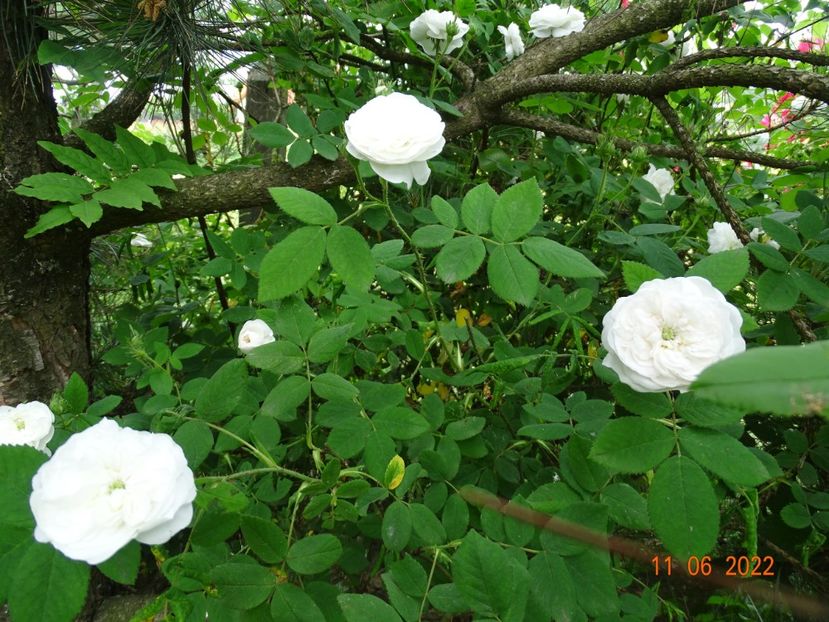  - Trandafiri 2022 2