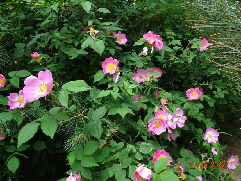  - Trandafiri 2022 2