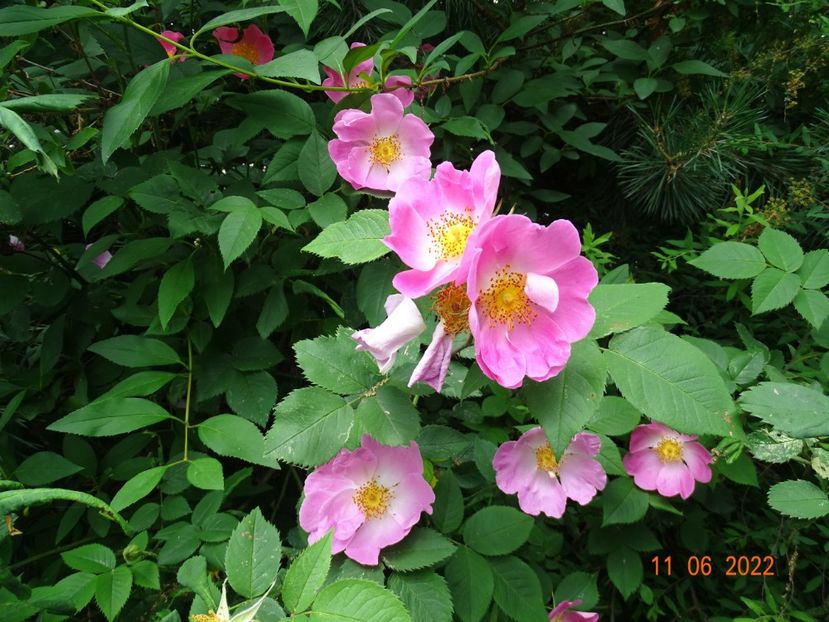  - Trandafiri 2022 2