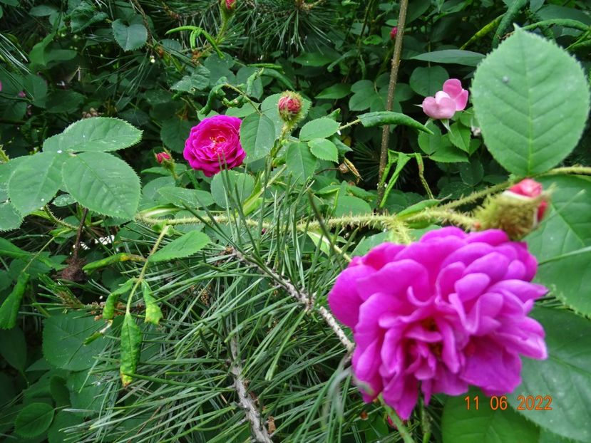  - Trandafiri 2022 2
