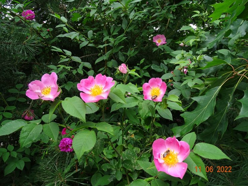  - Trandafiri 2022 2