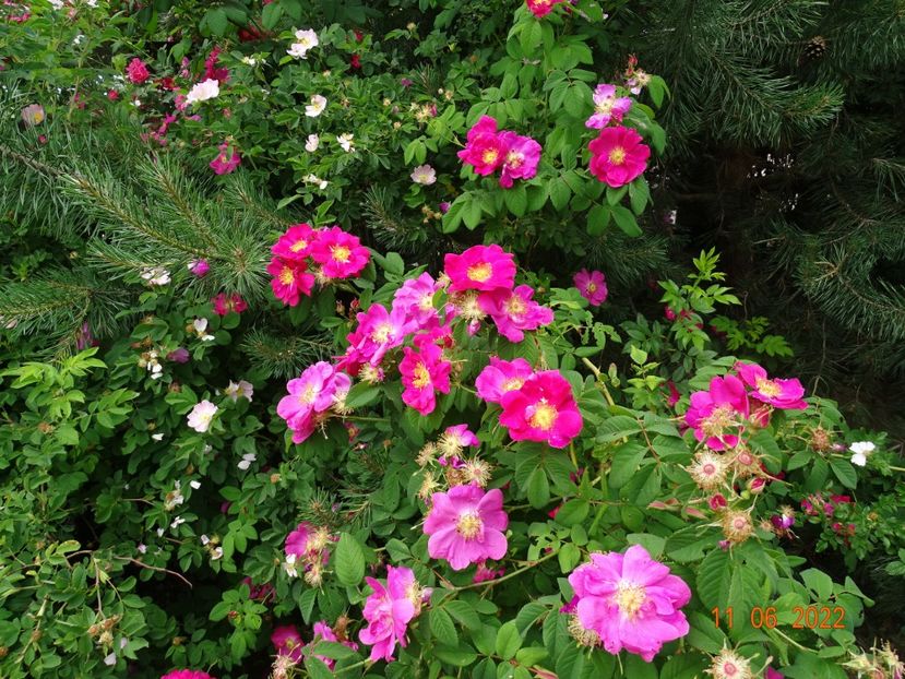  - Trandafiri 2022 2