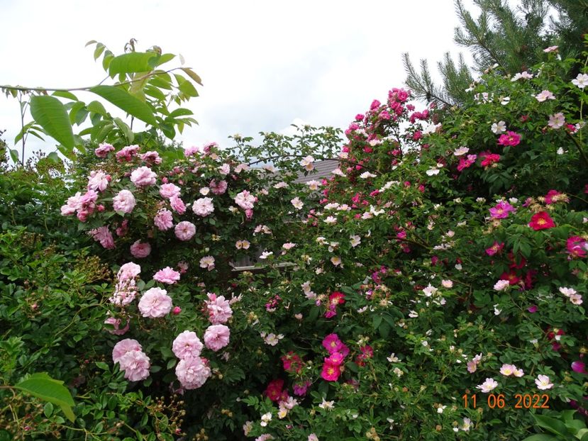  - Trandafiri 2022 2