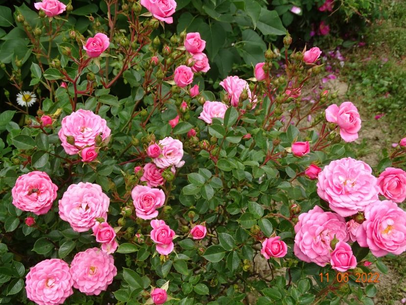  - Trandafiri 2022 2