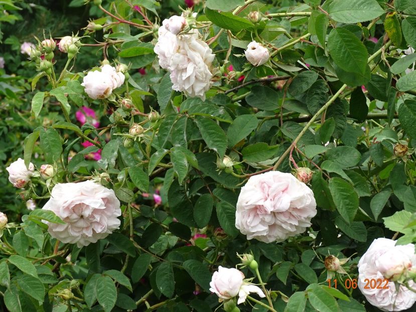  - Trandafiri 2022 2