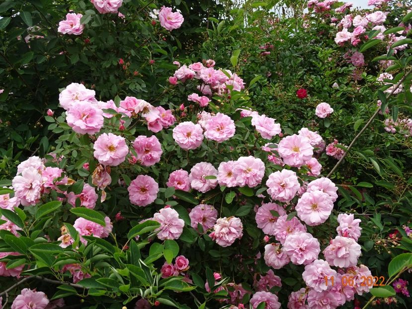  - Trandafiri 2022 2