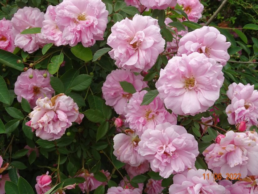  - Trandafiri 2022 2