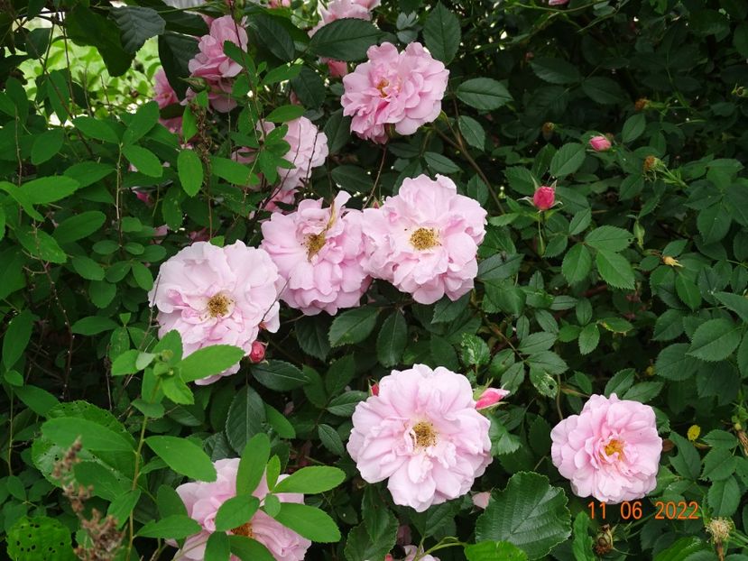  - Trandafiri 2022 2