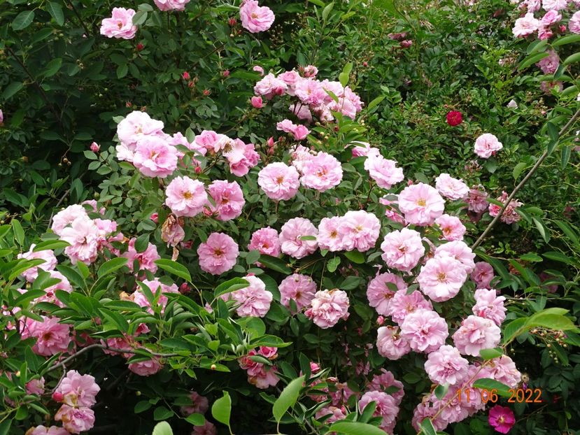  - Trandafiri 2022 2