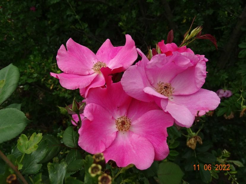  - Trandafiri 2022 2
