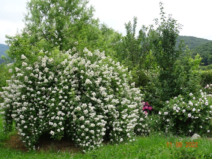  - Trandafiri 2022 2