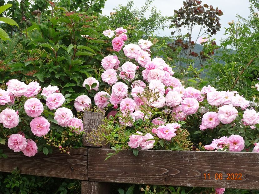  - Trandafiri 2022 2