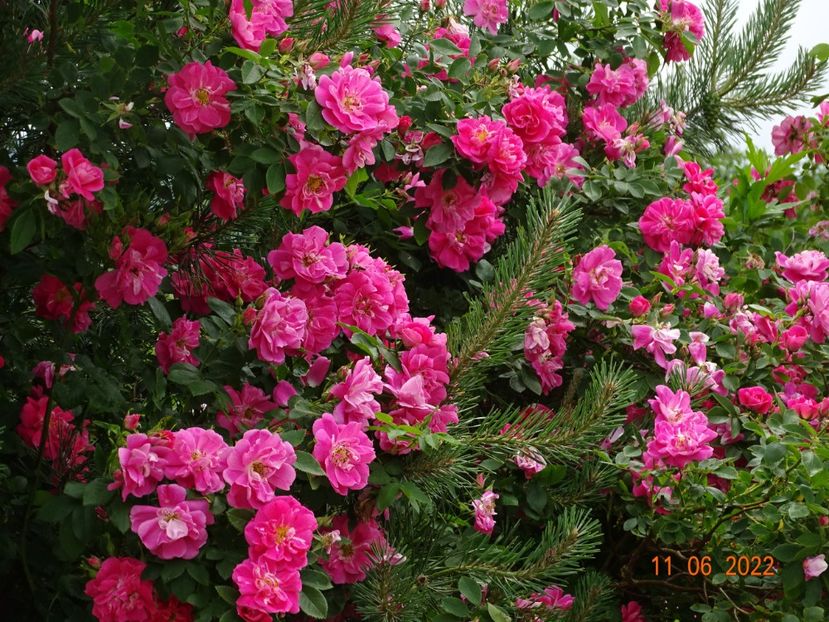  - Trandafiri 2022 2