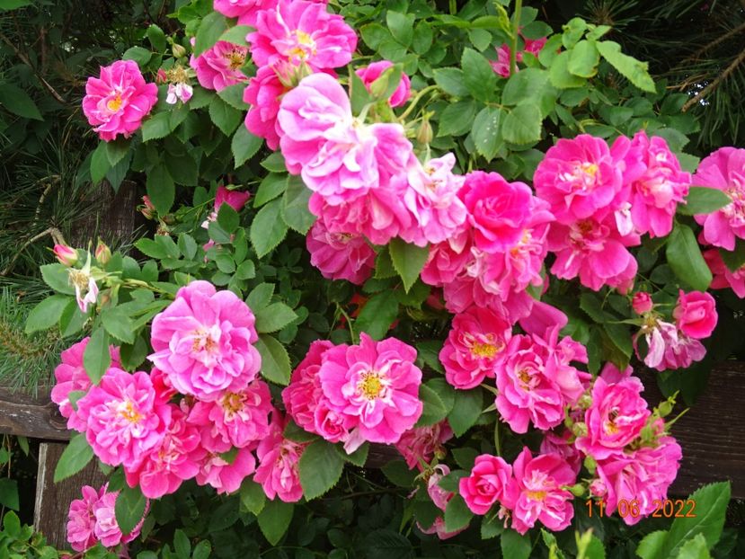 - Trandafiri 2022 2