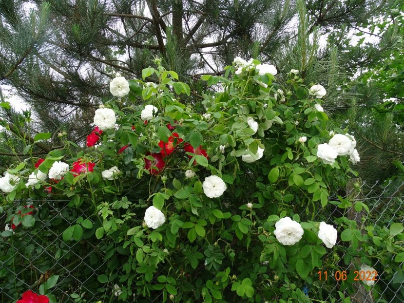  - Trandafiri 2022 2