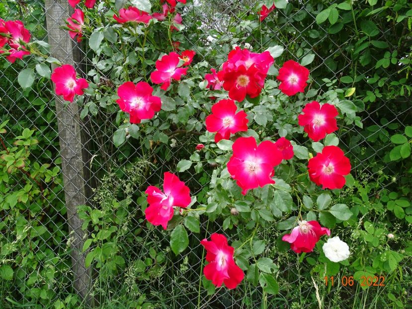  - Trandafiri 2022 2