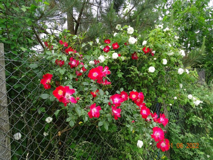  - Trandafiri 2022 2