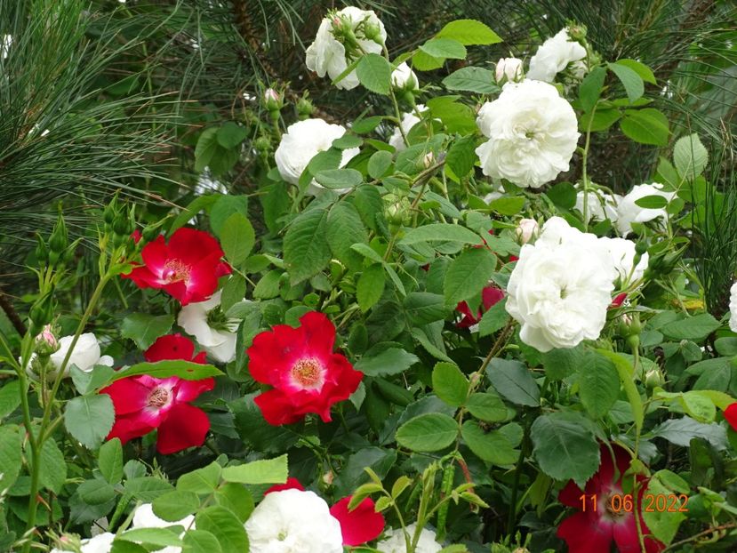  - Trandafiri 2022 2