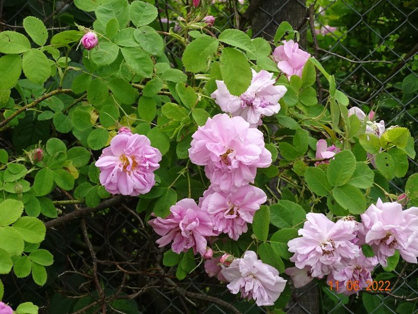  - Trandafiri 2022 2
