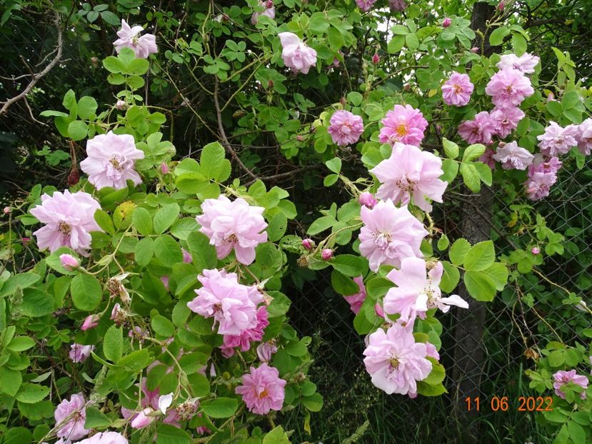  - Trandafiri 2022 2