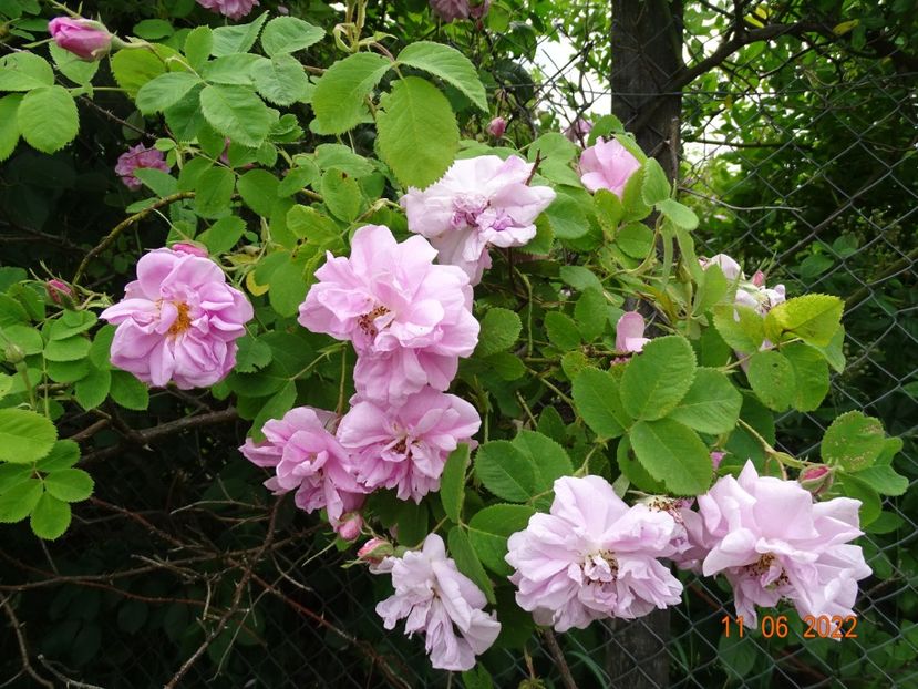  - Trandafiri 2022 2