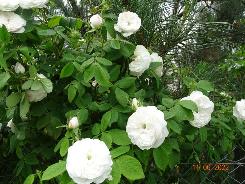  - Trandafiri 2022 2
