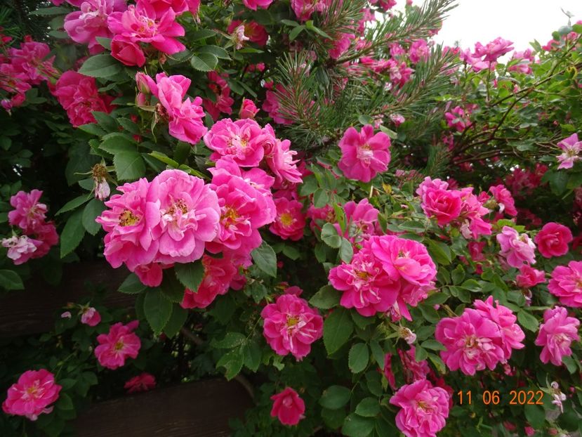  - Trandafiri 2022 2