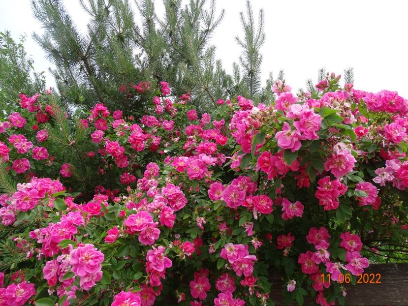  - Trandafiri 2022 2