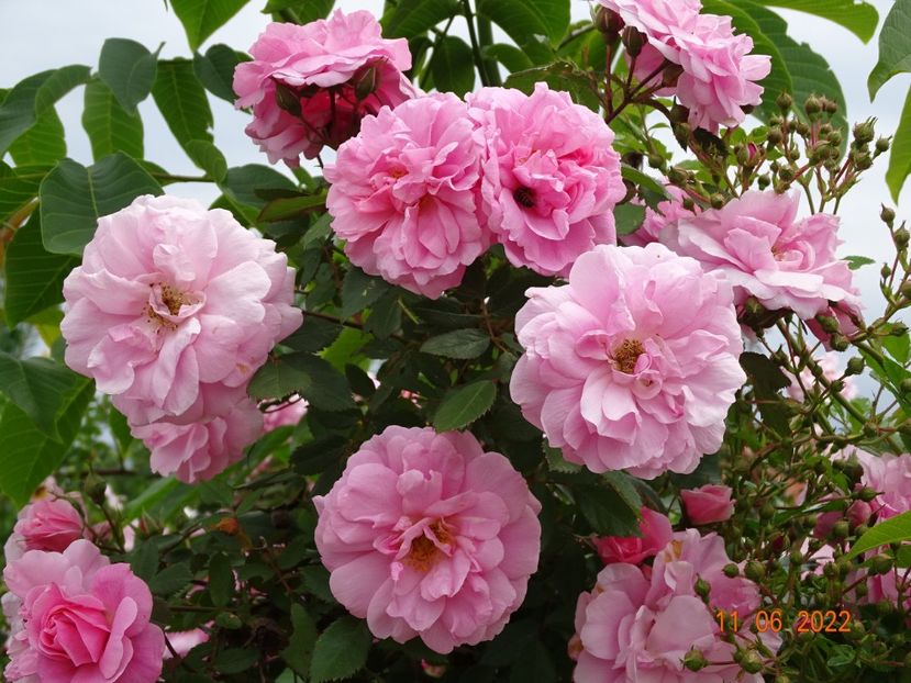  - Trandafiri 2022 2