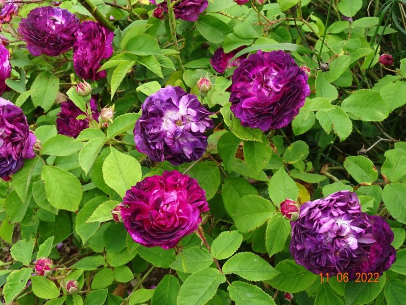  - Trandafiri 2022 2