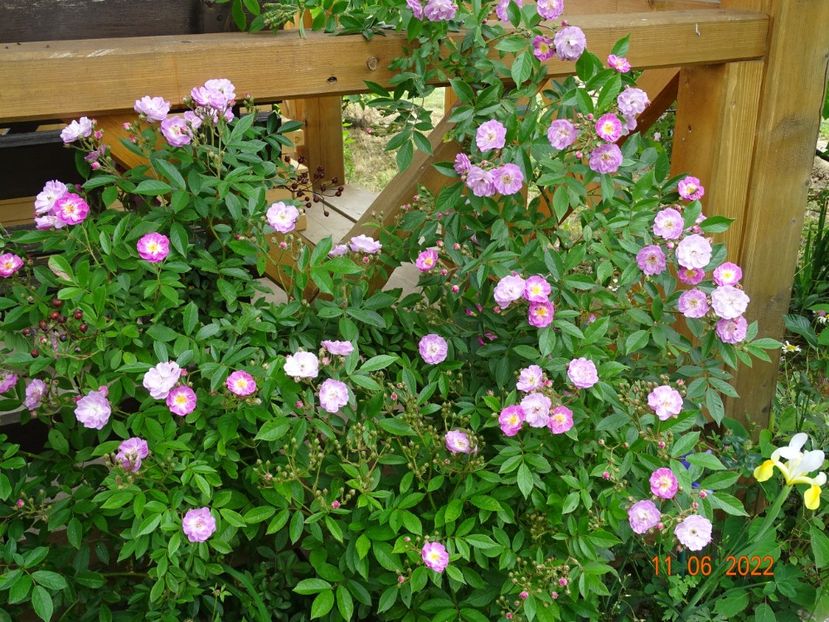  - Trandafiri 2022 2