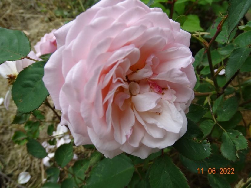  - Trandafiri 2022 2