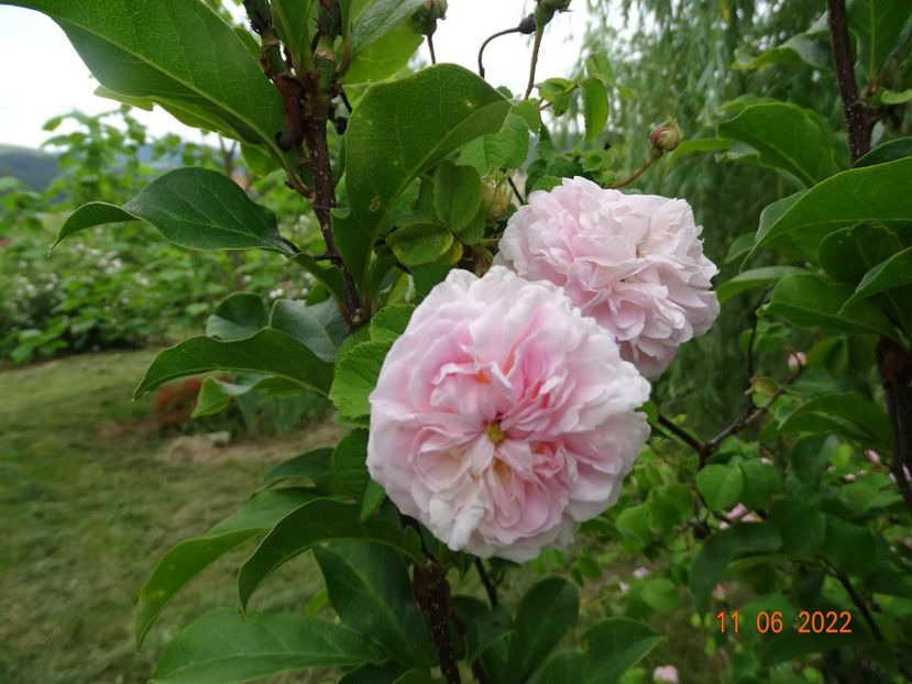  - Trandafiri 2022 2