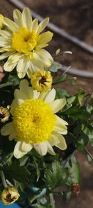  - Crizanteme pt butași 2023