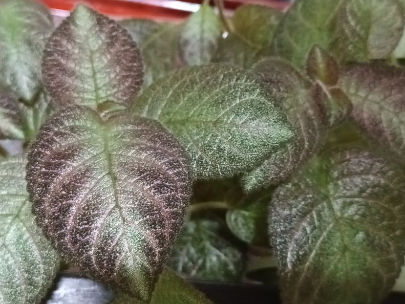  - Episcia