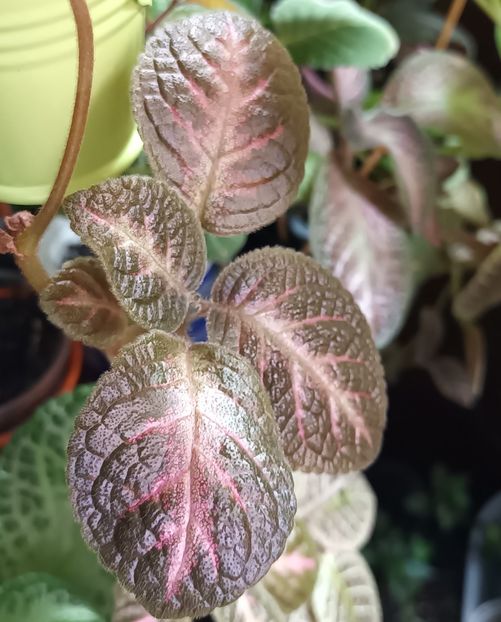  - Episcia